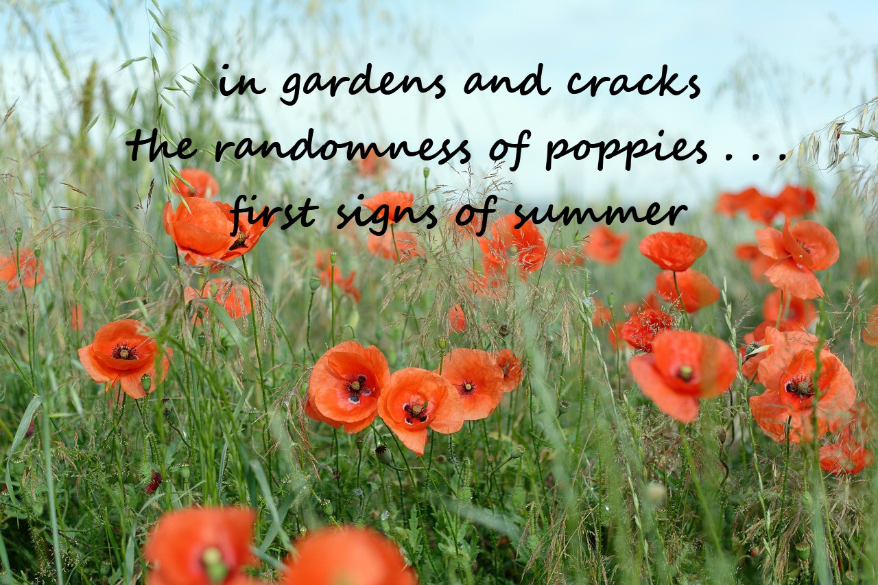 June 2023 haiku